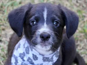 Cachorro raça SRD  idade 2 a 6 meses nome Hamlet 