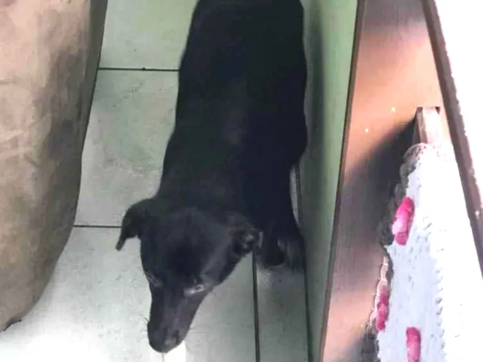 Cachorro ra a Vira-lata  idade 7 a 11 meses nome Spyke