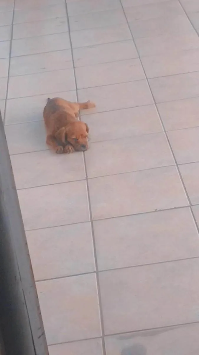 Cachorro ra a Cofap/shitzu idade 2 a 6 meses nome Lila