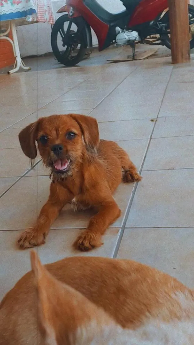 Cachorro ra a Cofap/shitzu idade 2 a 6 meses nome Lila