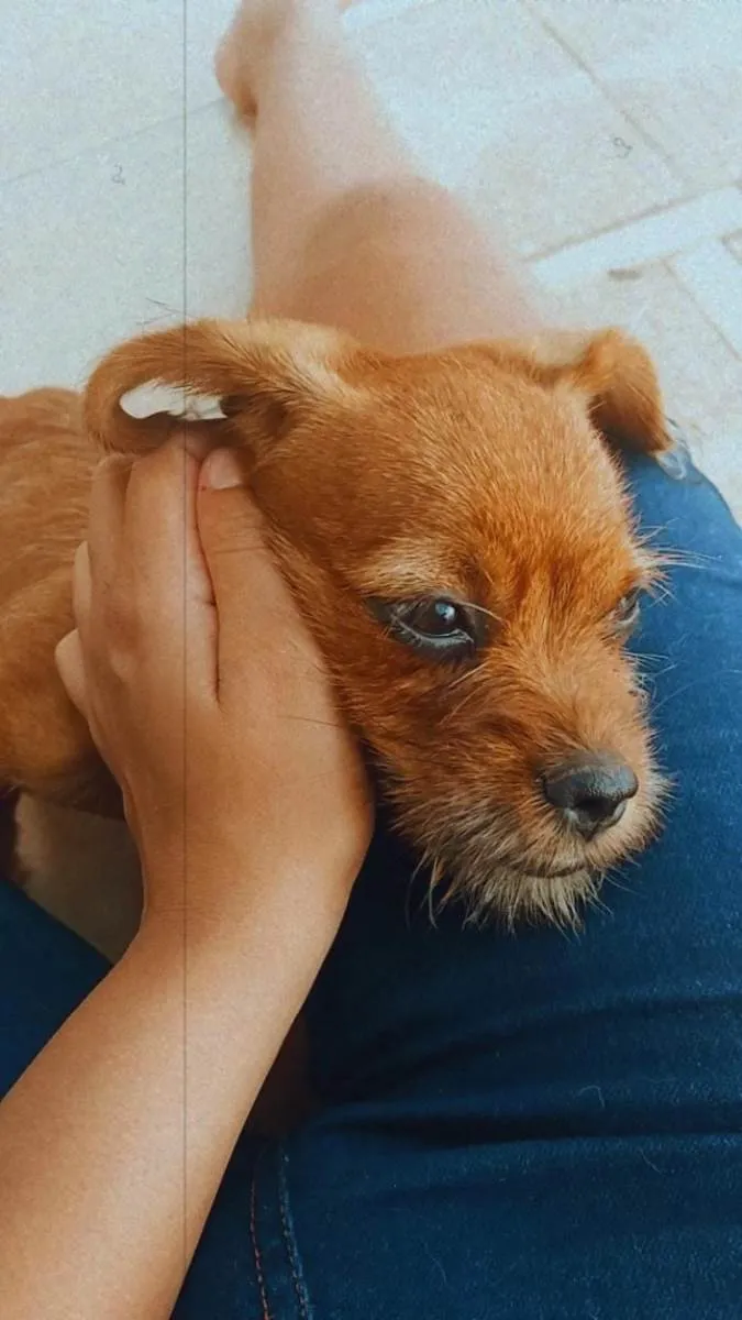 Cachorro ra a Cofap/shitzu idade 2 a 6 meses nome Lila