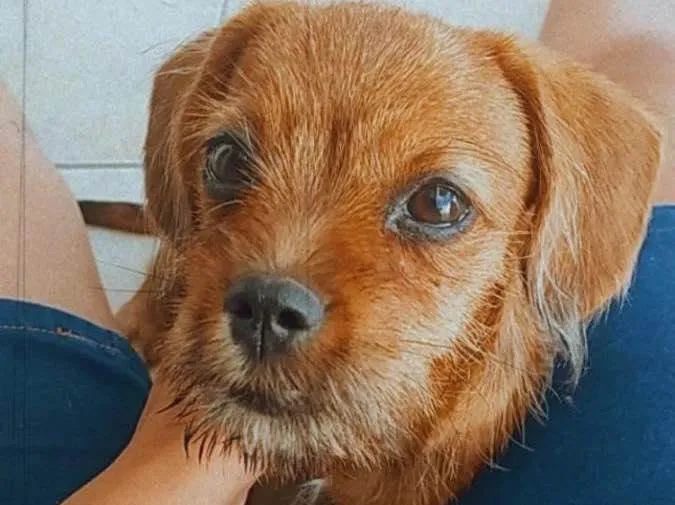 Cachorro ra a Cofap/shitzu idade 2 a 6 meses nome Lila