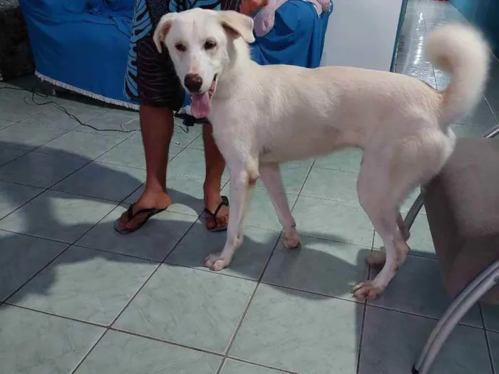 Cachorro ra a Mestico idade 7 a 11 meses nome Danger