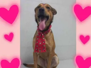 Cachorro raça SRD idade 2 anos nome Val