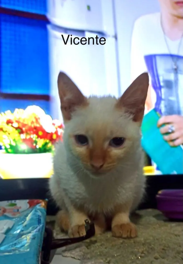 Gato ra a Srd idade 2 a 6 meses nome Vicente