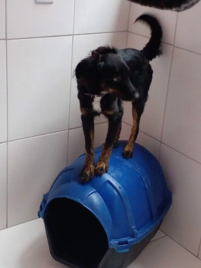 Cachorro ra a Vira lata idade 7 a 11 meses nome Preta