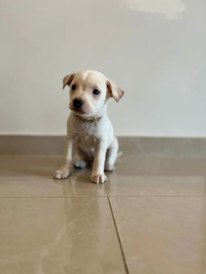 Cachorro raça Vira-lata idade Abaixo de 2 meses nome Não possuem nomes