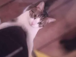 Gato raça Srd idade 1 ano nome Mousse