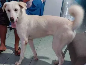 Cachorro raça Mestico idade 7 a 11 meses nome Danger