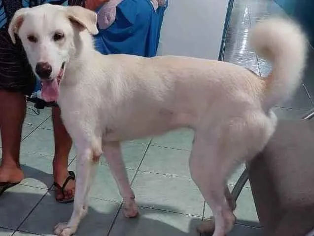 Cachorro ra a Mestico idade 7 a 11 meses nome Danger