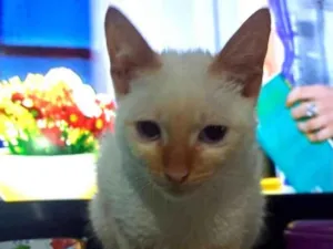 Gato raça Srd idade 2 a 6 meses nome Vicente