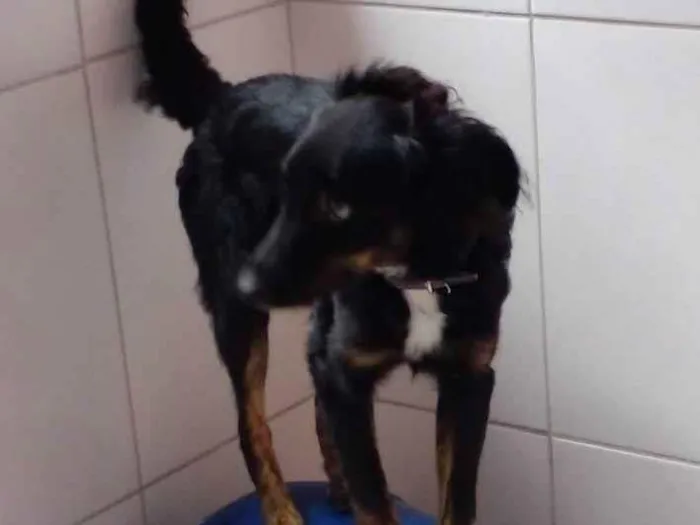 Cachorro ra a Vira lata idade 7 a 11 meses nome Preta