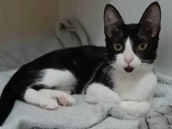 Gato ra a srd frajolinha  idade 2 a 6 meses nome BETHÂNIA 