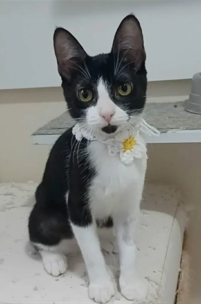 Gato ra a srd frajolinha  idade 2 a 6 meses nome BETHÂNIA 