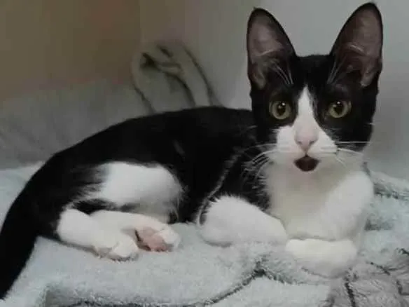 Gato ra a srd frajolinha  idade 2 a 6 meses nome BETHÂNIA 