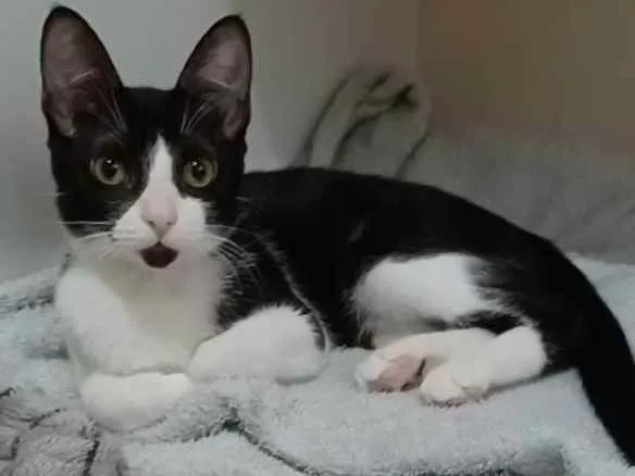 Gato ra a srd frajolinha  idade 2 a 6 meses nome BETHÂNIA 