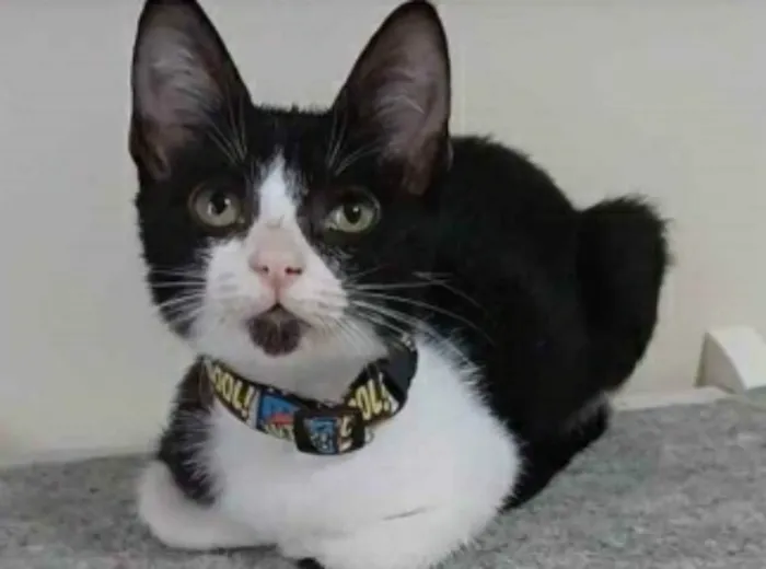 Gato ra a srd frajolinha  idade 2 a 6 meses nome BETHÂNIA 