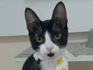 Gato raça srd frajolinha  idade 2 a 6 meses nome BETHÂNIA 