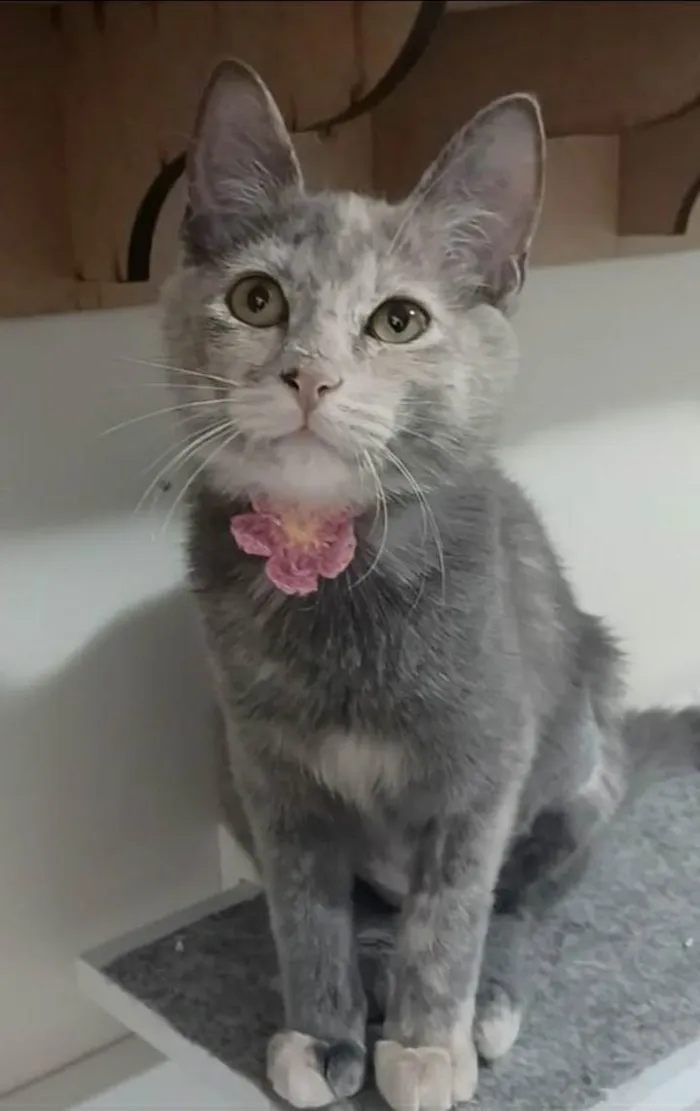 Gato ra a srd bicolor idade 2 a 6 meses nome MÍSTICA