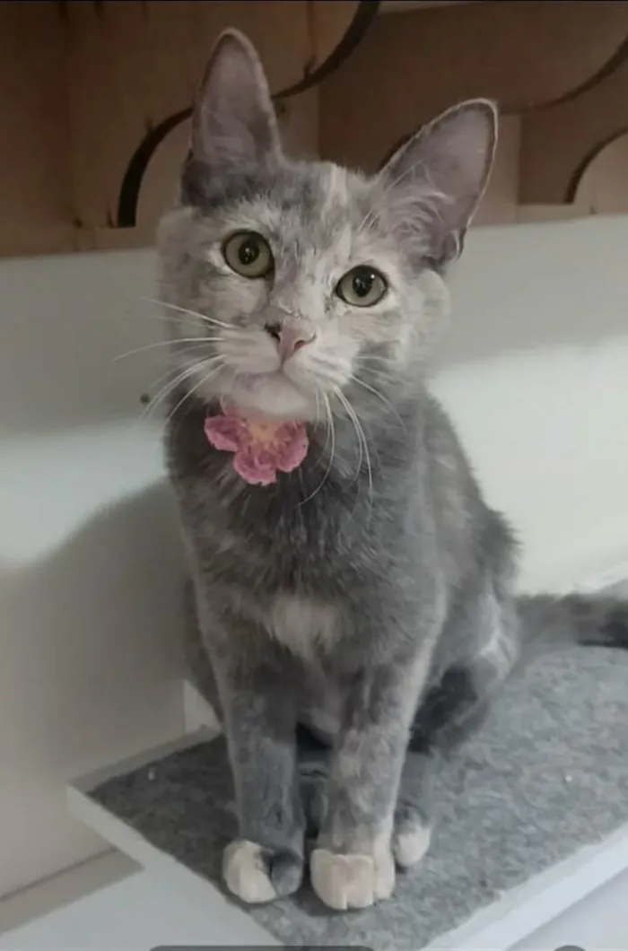 Gato ra a srd bicolor idade 2 a 6 meses nome MÍSTICA