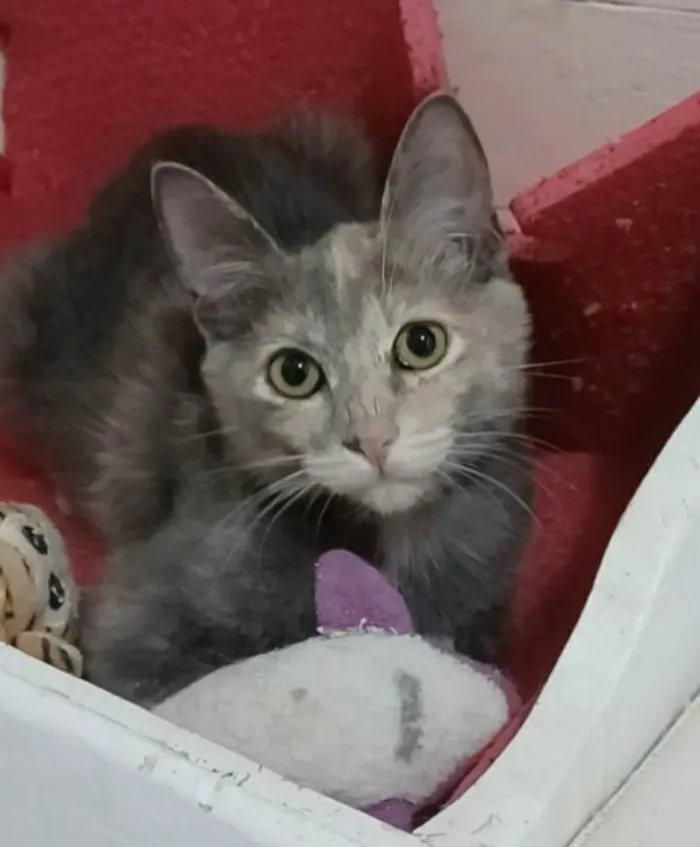 Gato ra a srd bicolor idade 2 a 6 meses nome MÍSTICA