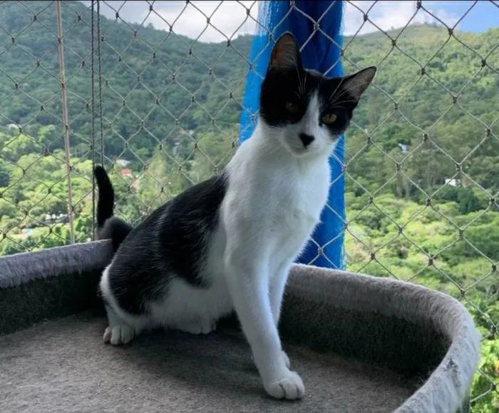 Gato ra a srd frajolinha  idade 1 ano nome MAGGIE