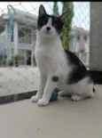 MAGGIE
