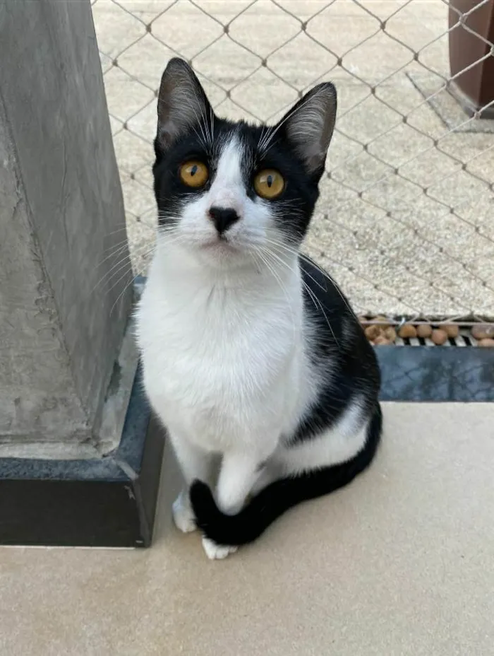 Gato ra a srd frajolinha  idade 1 ano nome MAGGIE