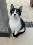 MAGGIE