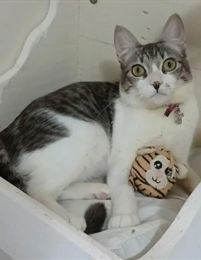 Gato ra a srd tigradinha idade 7 a 11 meses nome BABY