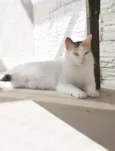 DÁLIA