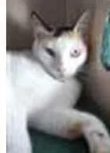 Gato ra a srd idade 7 a 11 meses nome DÁLIA