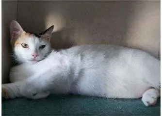 Gato ra a srd idade 7 a 11 meses nome DÁLIA