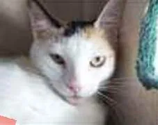 Gato ra a srd idade 7 a 11 meses nome DÁLIA