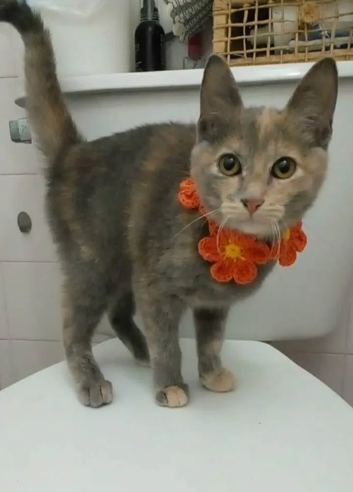 Gato ra a srd bicolor idade 2 a 6 meses nome MÍSTICA