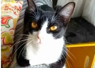 Gato ra a srd frajolinha  idade 1 ano nome MARGOT