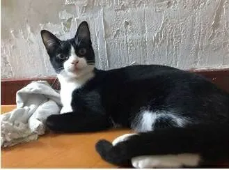 Gato ra a srd frajolinha  idade 1 ano nome MARGOT