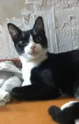 MARGOT