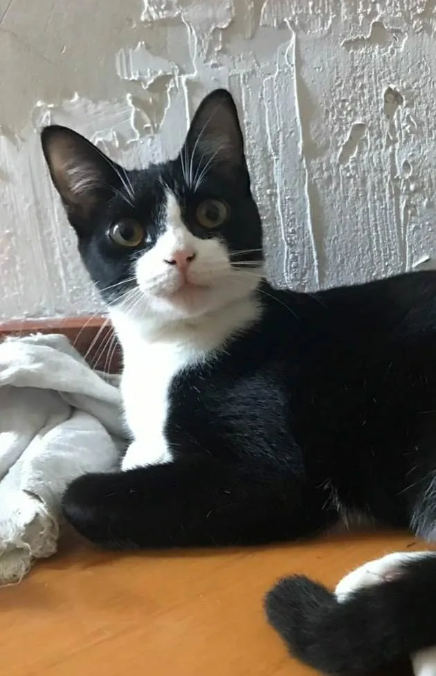 Gato ra a srd frajolinha  idade 1 ano nome MARGOT