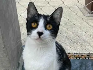 Gato raça srd frajolinha  idade 1 ano nome MAGGIE