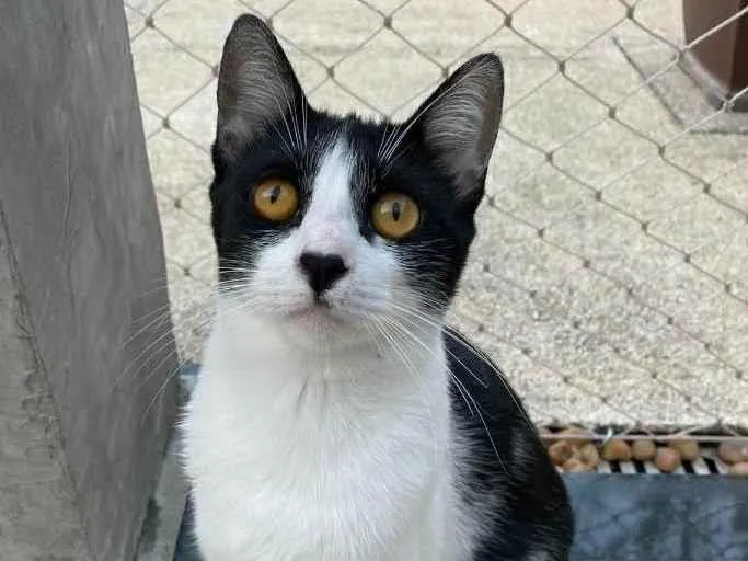 Gato ra a srd frajolinha  idade 1 ano nome MAGGIE