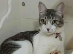 Gato raça srd tigradinha idade 7 a 11 meses nome BABY