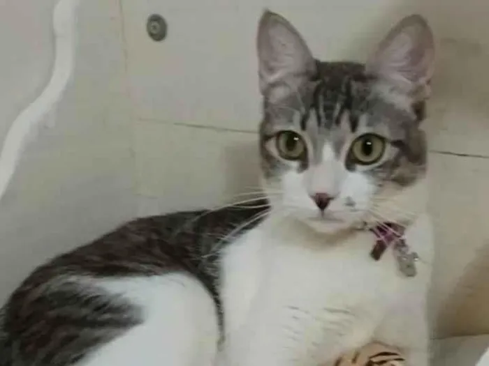 Gato ra a srd tigradinha idade 7 a 11 meses nome BABY