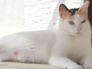 Gato raça srd idade 7 a 11 meses nome DÁLIA