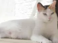 DÁLIA