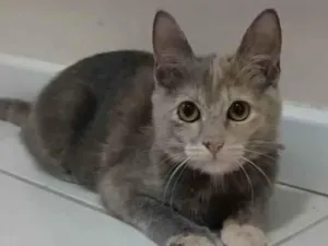 Gato raça srd bicolor idade 2 a 6 meses nome MÍSTICA