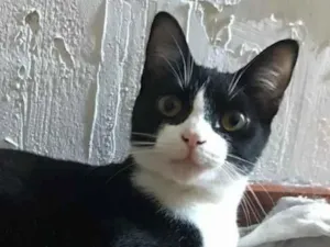 Gato raça srd frajolinha  idade 1 ano nome MARGOT
