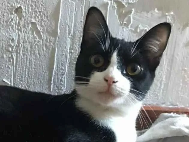 Gato ra a srd frajolinha  idade 1 ano nome MARGOT