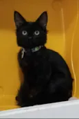 PIETRA