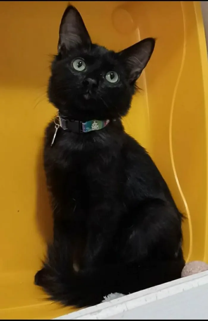 Gato ra a srd idade 2 a 6 meses nome PIETRA